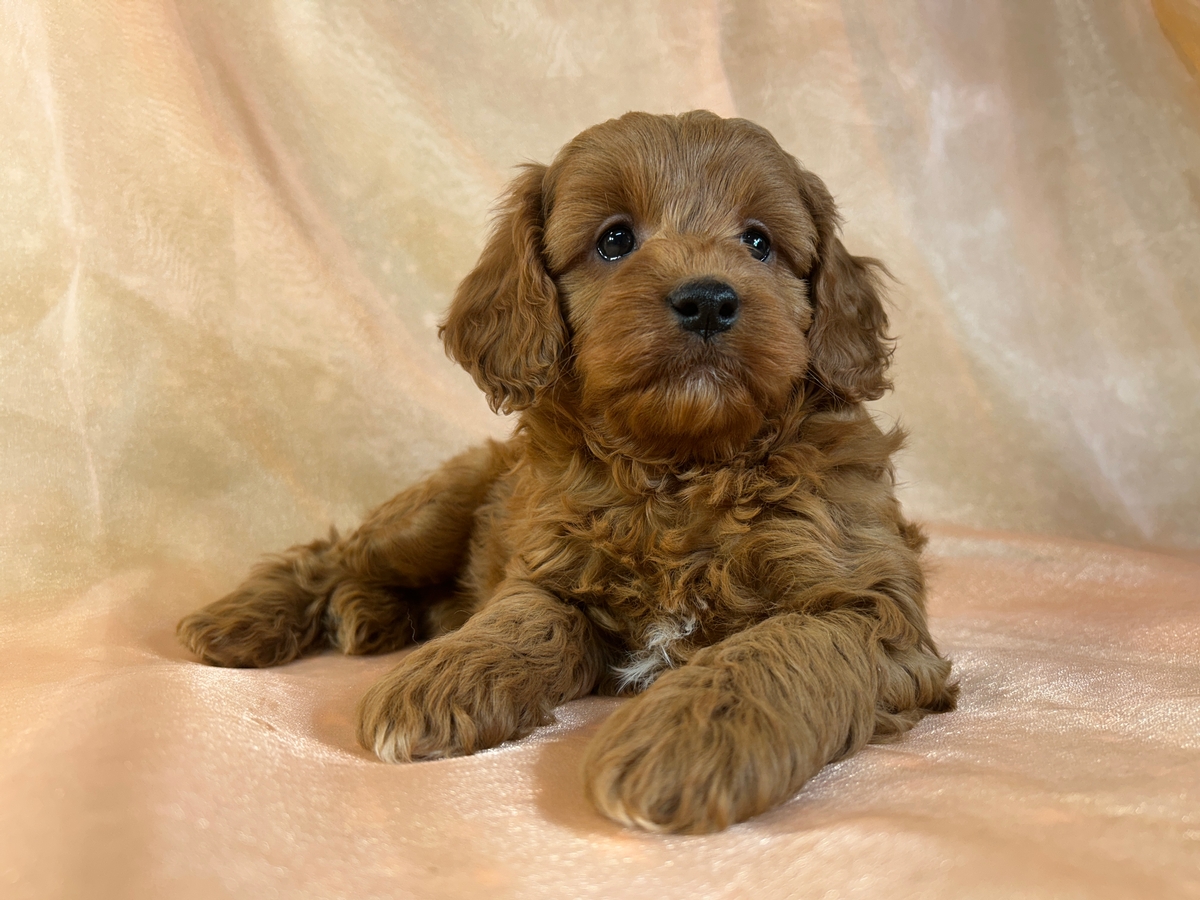 Male Cockapoo Puppy for Sale DOB 11-15-2025 $950